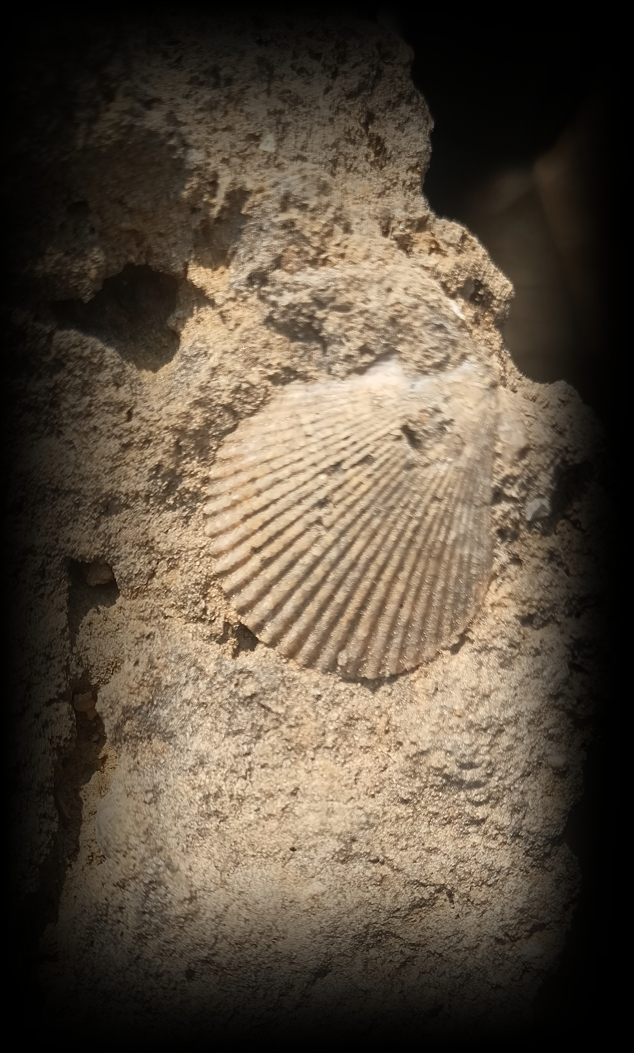 Bivalve fossil specimen