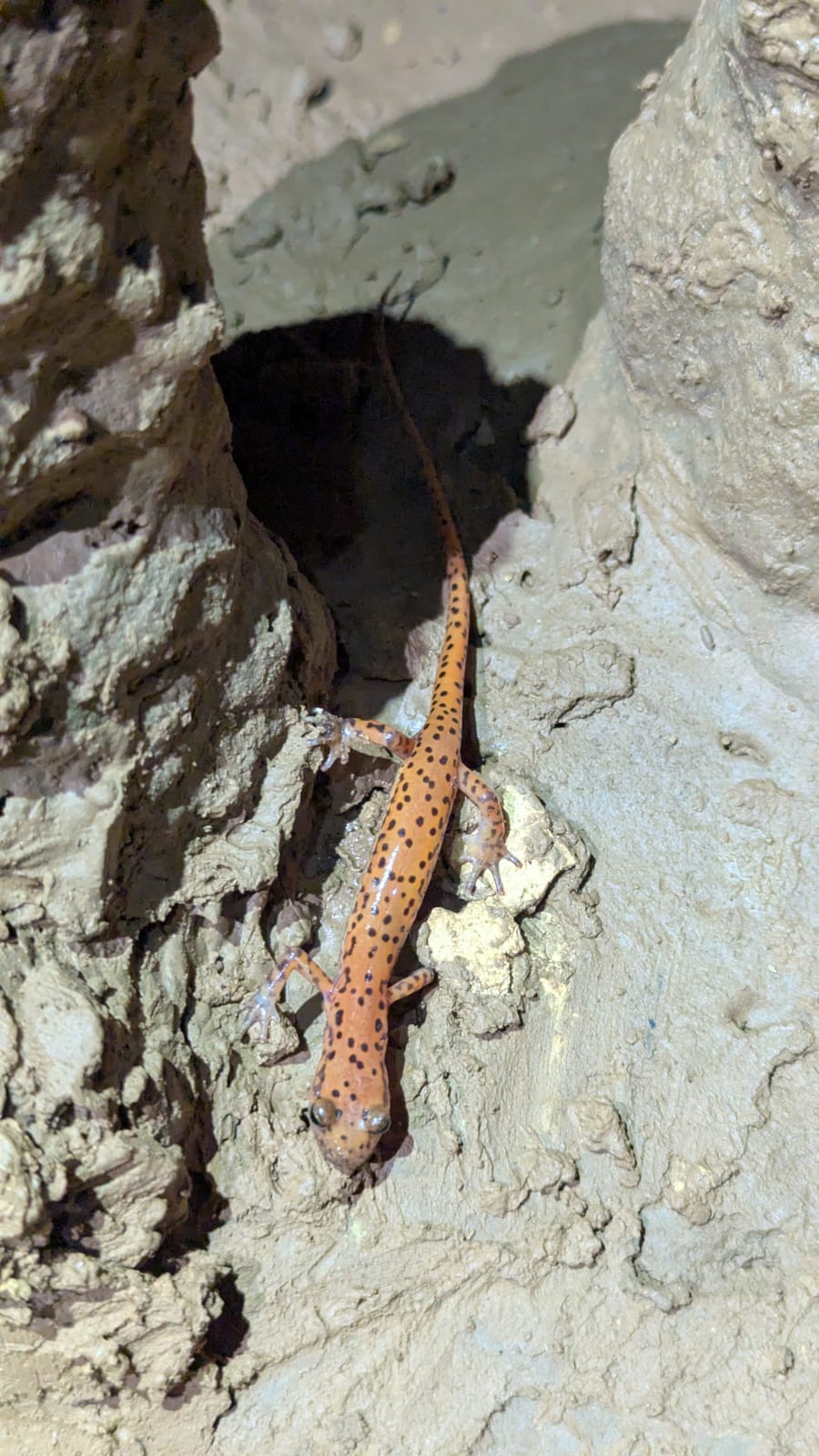 Howard's Waterfall Cave view 2